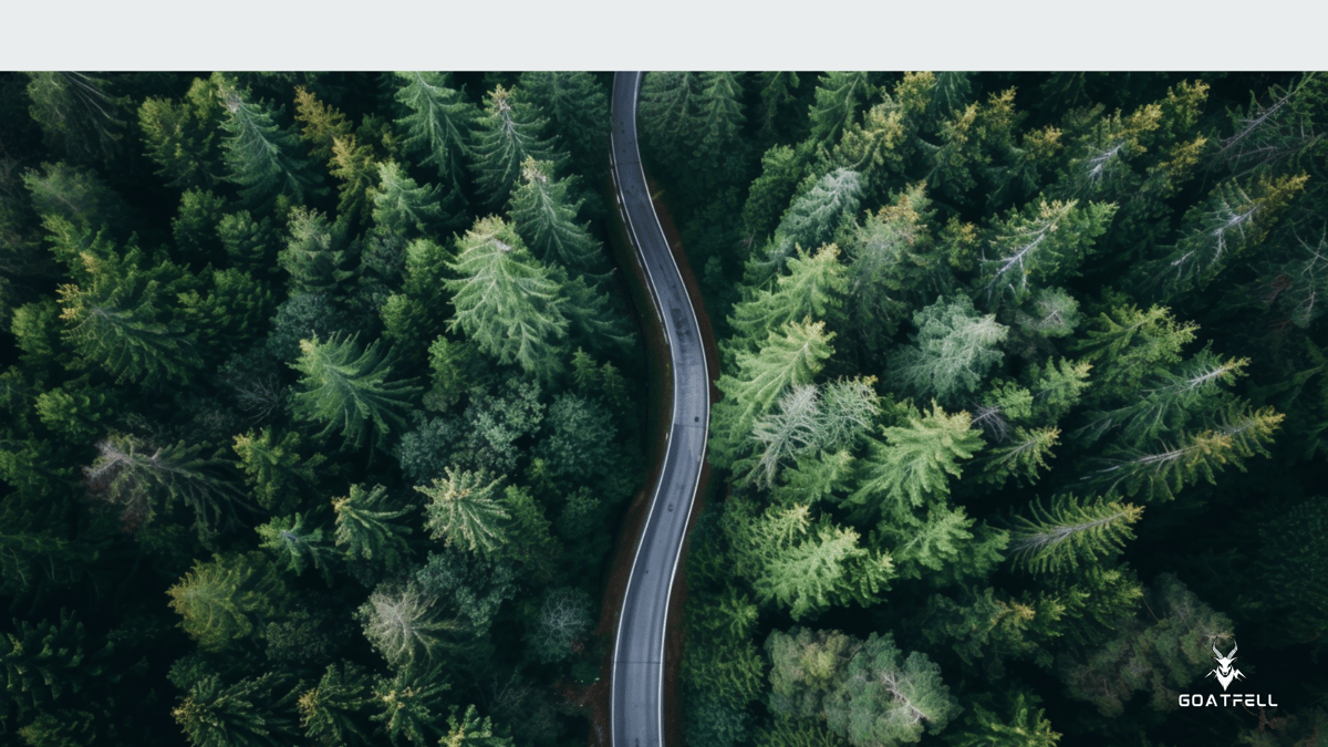 Birdseye view of road within a forest 