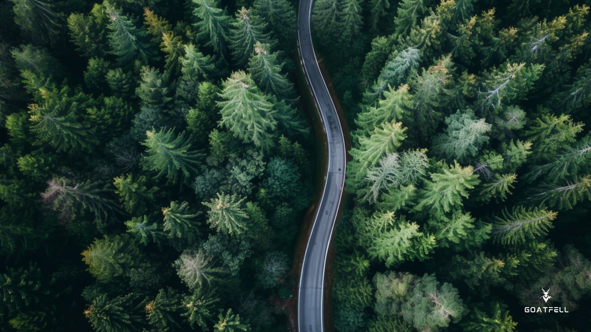 Birdseye view of road next in a forest